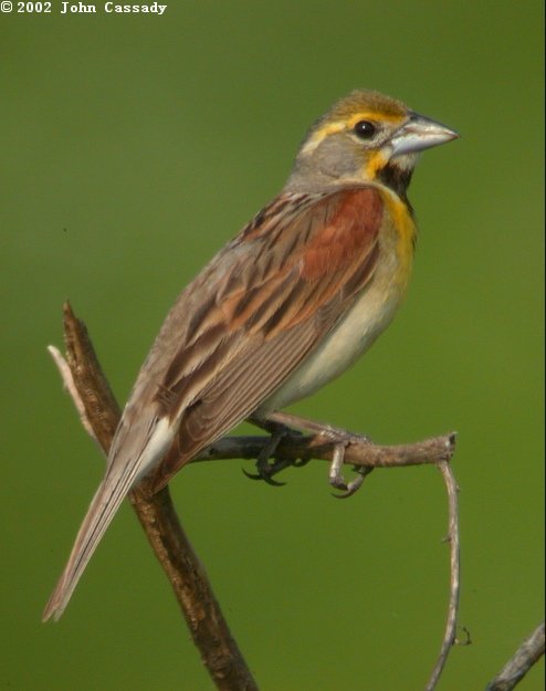 Dickcissel Photo 5
